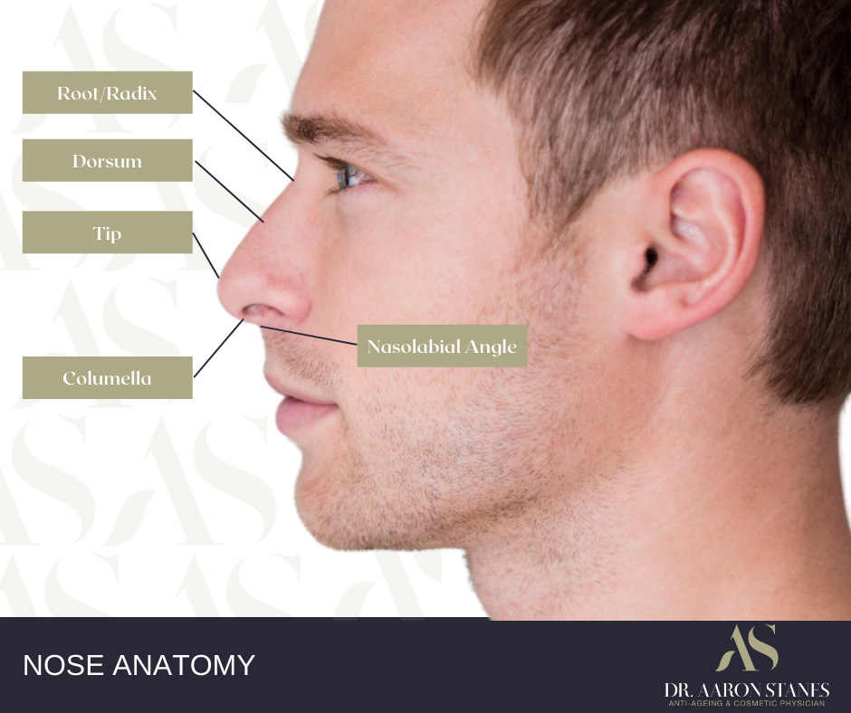 Nose anatomy